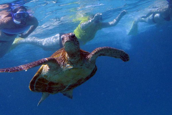 9. Snorkel with Whales sharks and Turtles in Ningaloo Marine Park with its coral reef and abundant marine life. Nearby is Cape Range National Park with kangaroos, sheer cliffs and red, rocky gorges.
