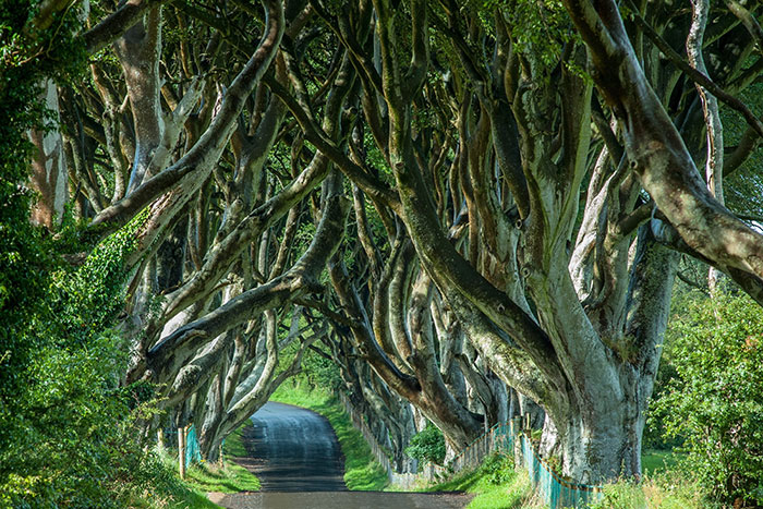 Al estudiar en Irlanda podrás conocer a The Kingsroad (El Camino del Rey) de Game of Thrones
